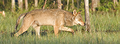 Billede af ulv i danmark