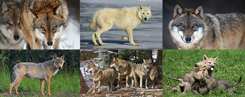 Billeder af ulve