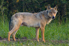 Grå ulv fra Tyskland i sommerpels. Foto: Sebastian Koerner.