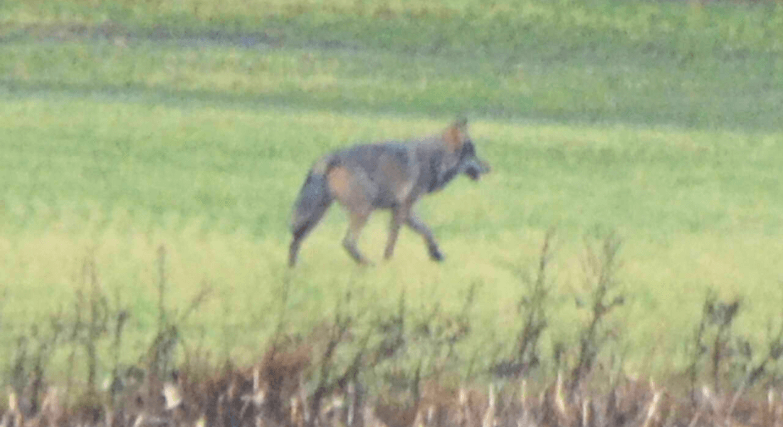 Foto af en ulv opbserververet i Jylland.