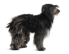 Pyrenæerbjerghund (eller pyrenæisk hyrdehund) anbefales som vogterhund. Foto: Shutterstock.